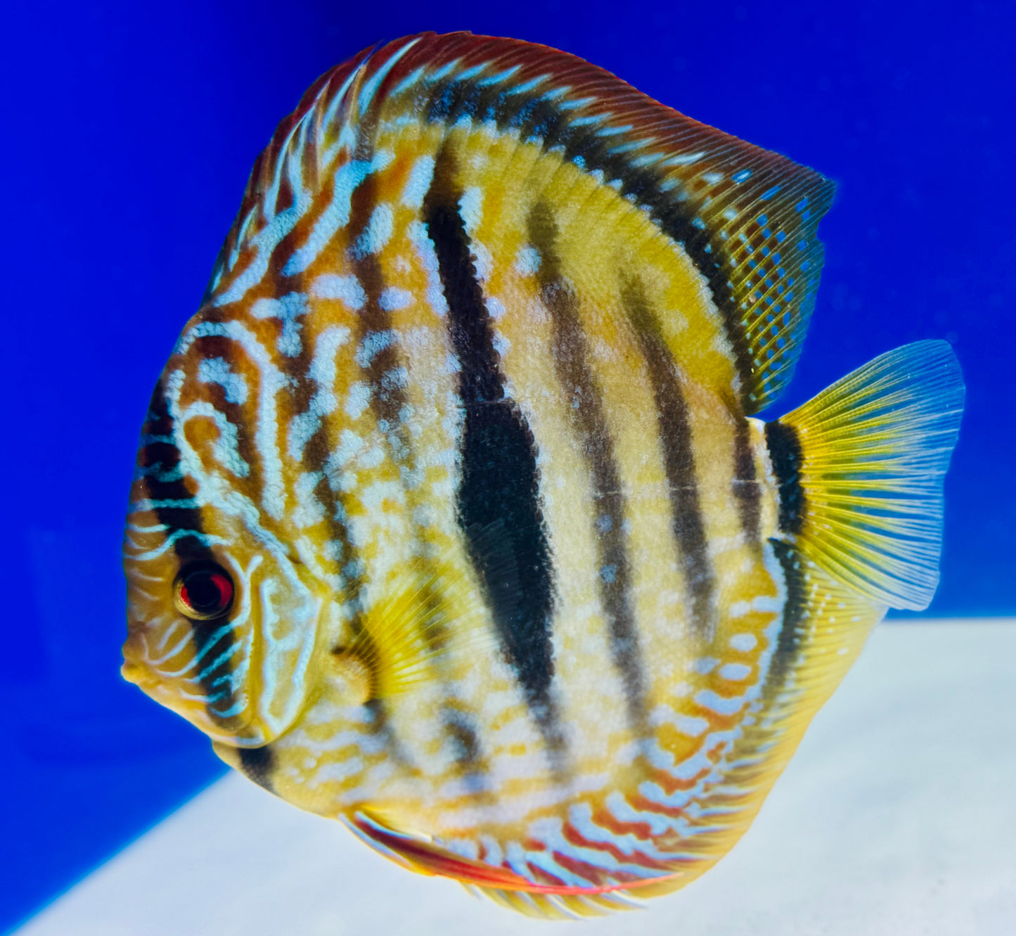 Paraconi Heckle Cross KL Premium Discus 6-6.5"