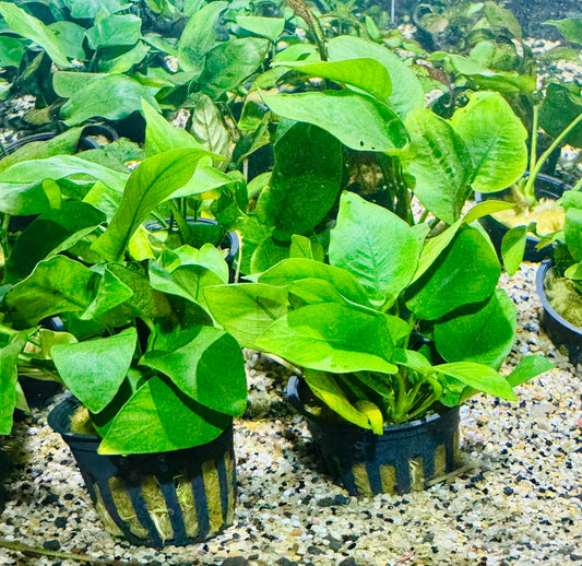 Anubias Nana "Medium Leaf"