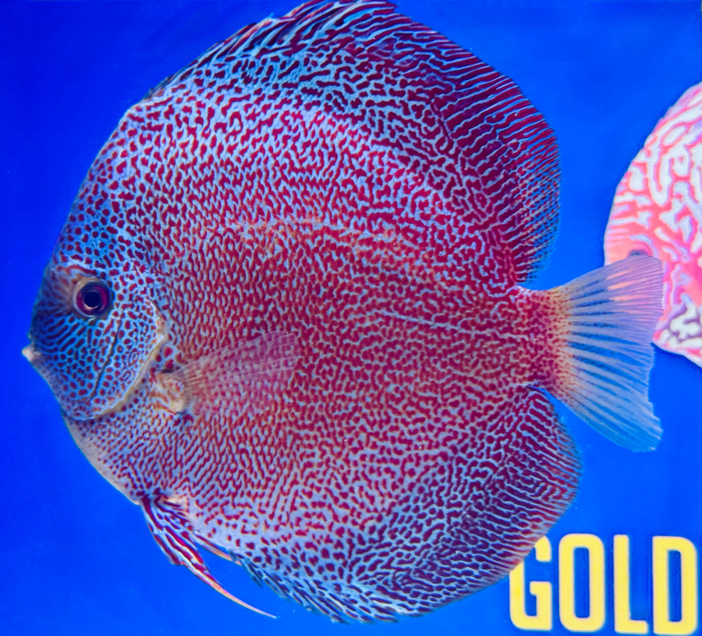 Panthera Jumbo Premium Discus 6.5-7.5"