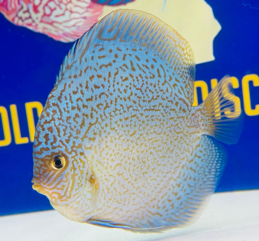 Royal Sapphire Premium Discus 6-6.5"