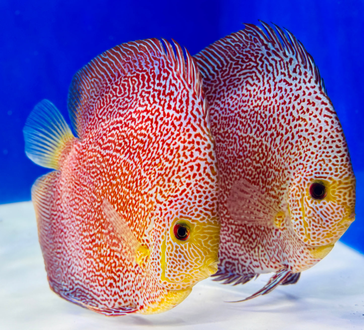 Panthera Discus Premium 6-6.5"