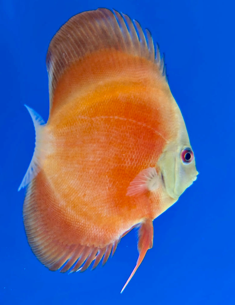 Red Cover discus 4-4.5"