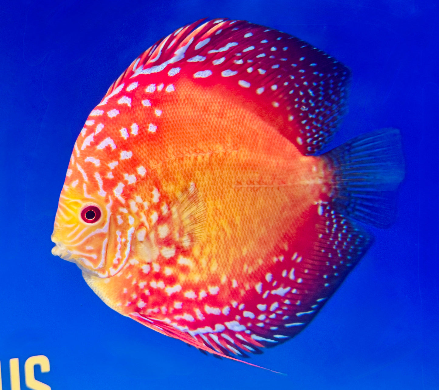 Mateor Pigeon Discus Jumbo Premium 6.5-7.5"