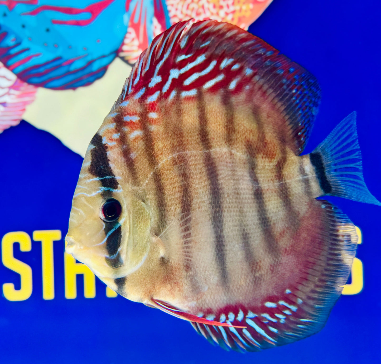 Wild Cross Red Iripixi Discus 5-5.5"