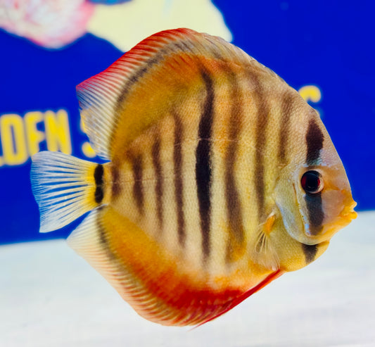 Ica Red Solid Discus 5-5.5” (WYSIWYG)