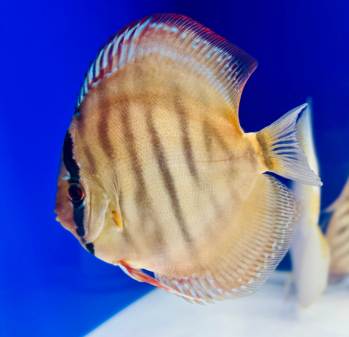 Red Cuipeua Cover Discus 6-6.5"