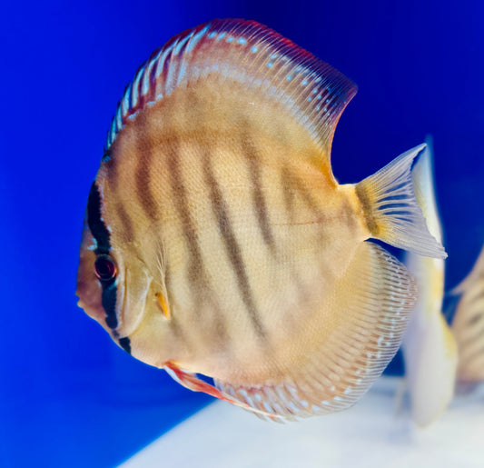 Red Cuipeua Cover Discus 6-6.5"