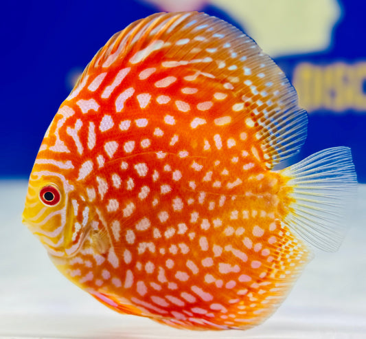 Pigeon Checkerboard Discus 4.5-5"