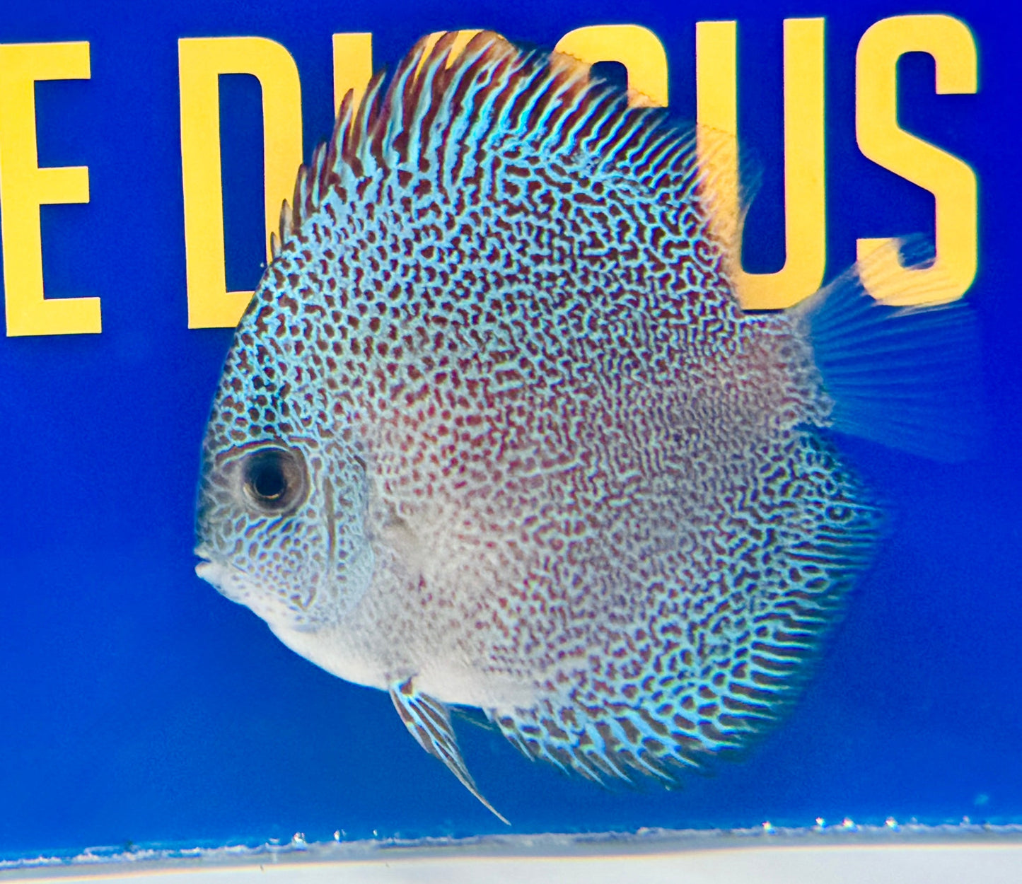 Panthera Discus 3-3.5"