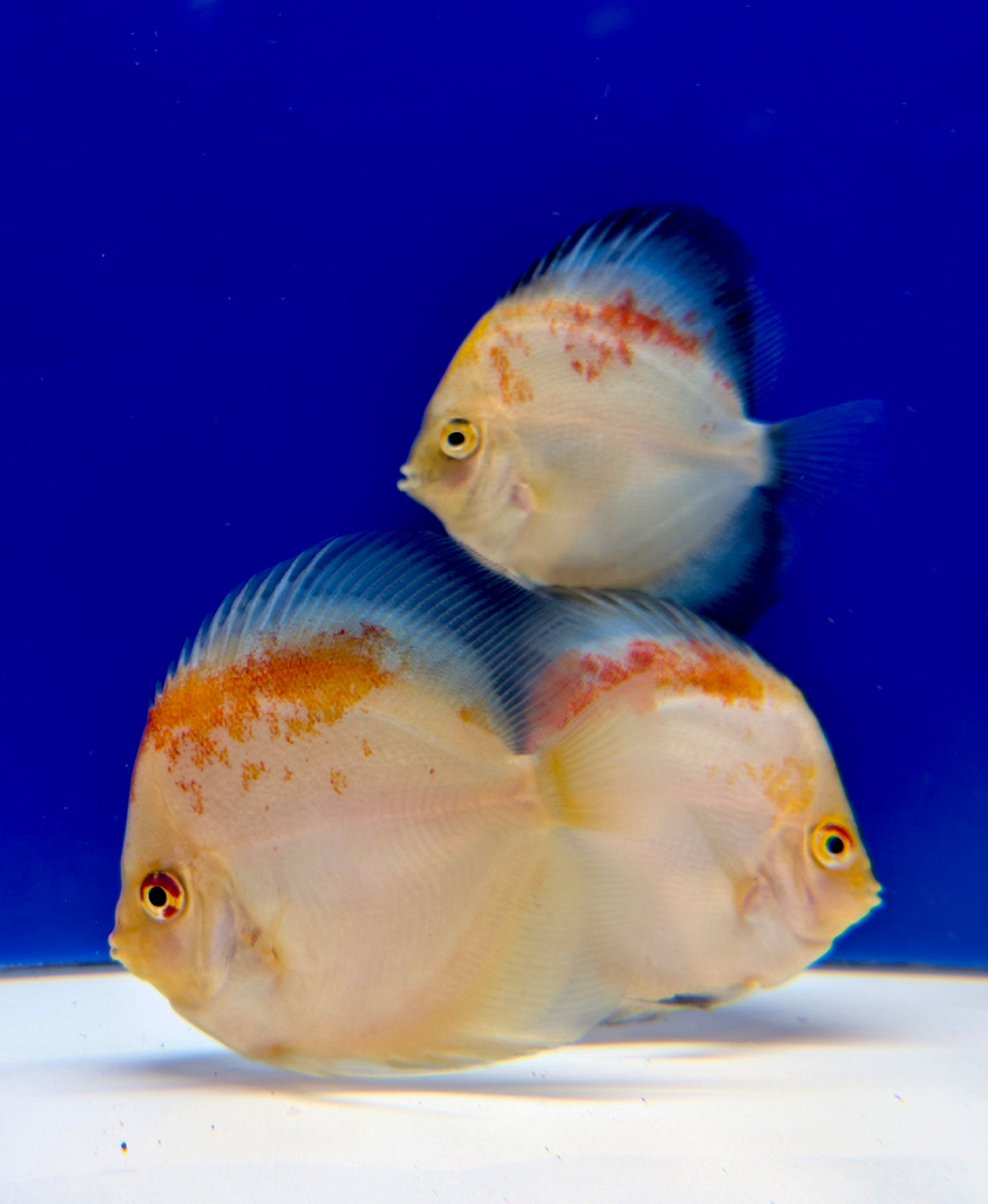 Calico Discus 3-3.5"