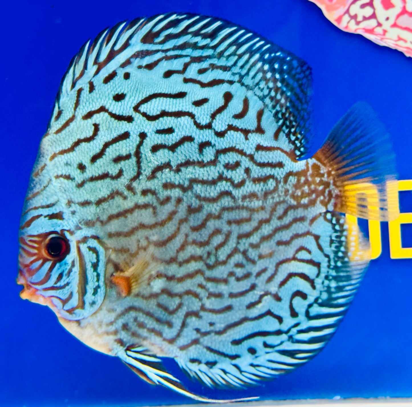 Giant Floral  Premium Discus 6-6.5"