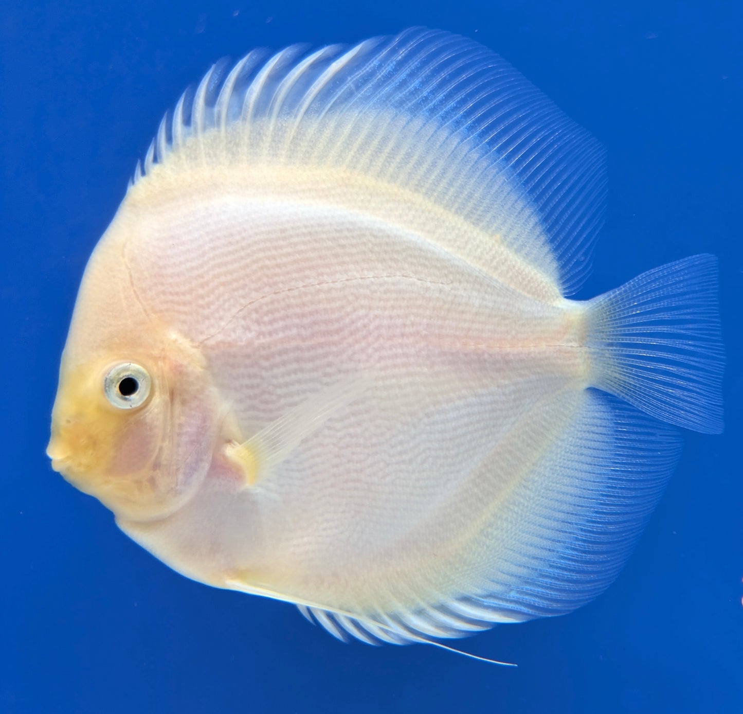 Snow White Discus 5-5.5"