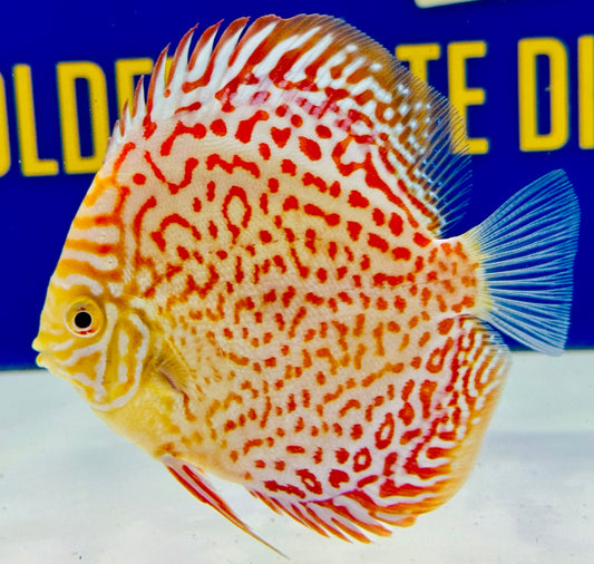 Albino Leopard Discus 4-4.5"