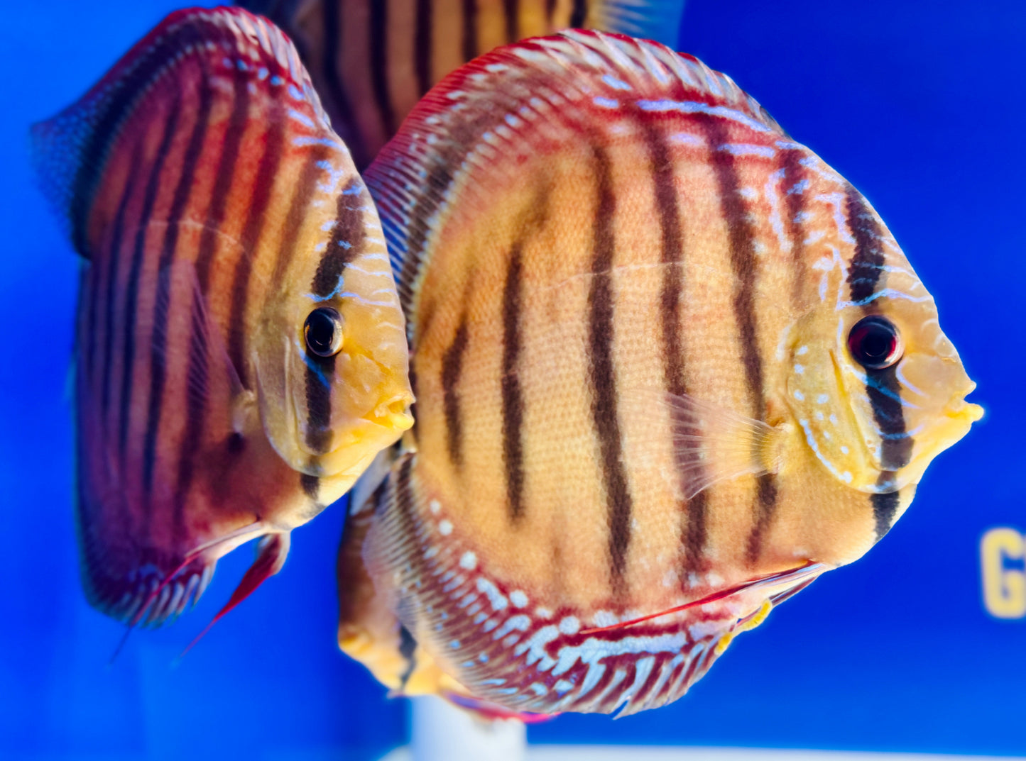Wild Cross Red Iripixi Discus Premium 6-6.5"