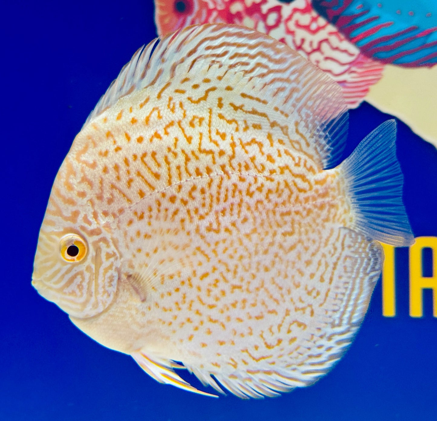 Albino Viper King Discus 4.5-5"