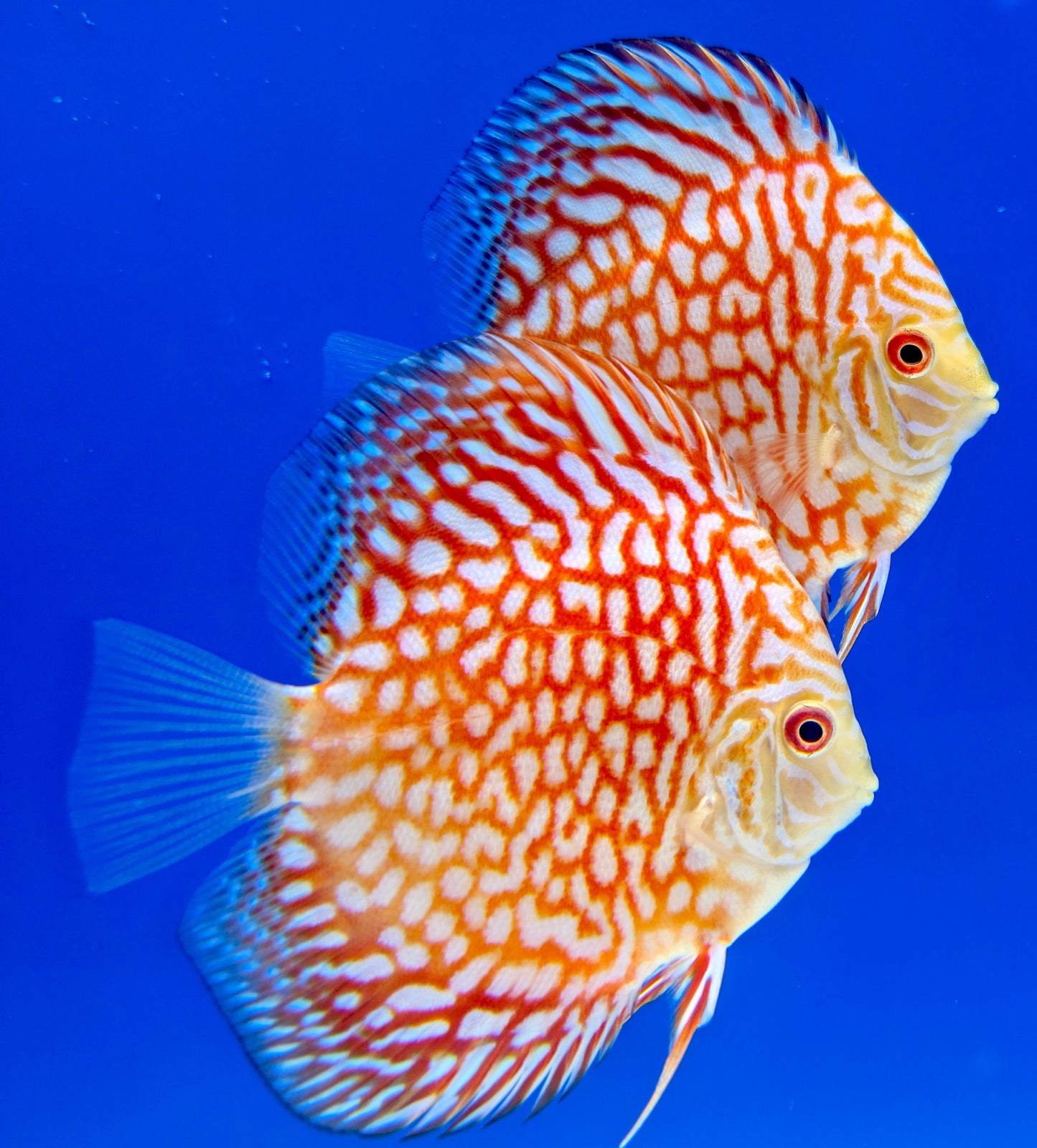 Pigeon Checkerboard Discus 4-4.5"