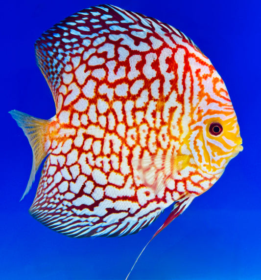 Majestic Pigeon Checkerboard Jumbo Premium Discus 6.5-7.5"