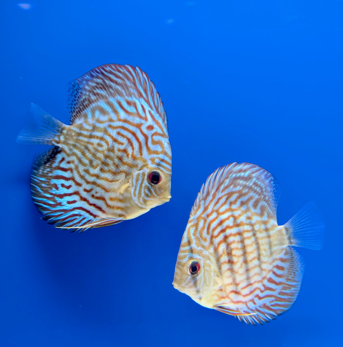 Altum Carnation Discus 3-3.5"