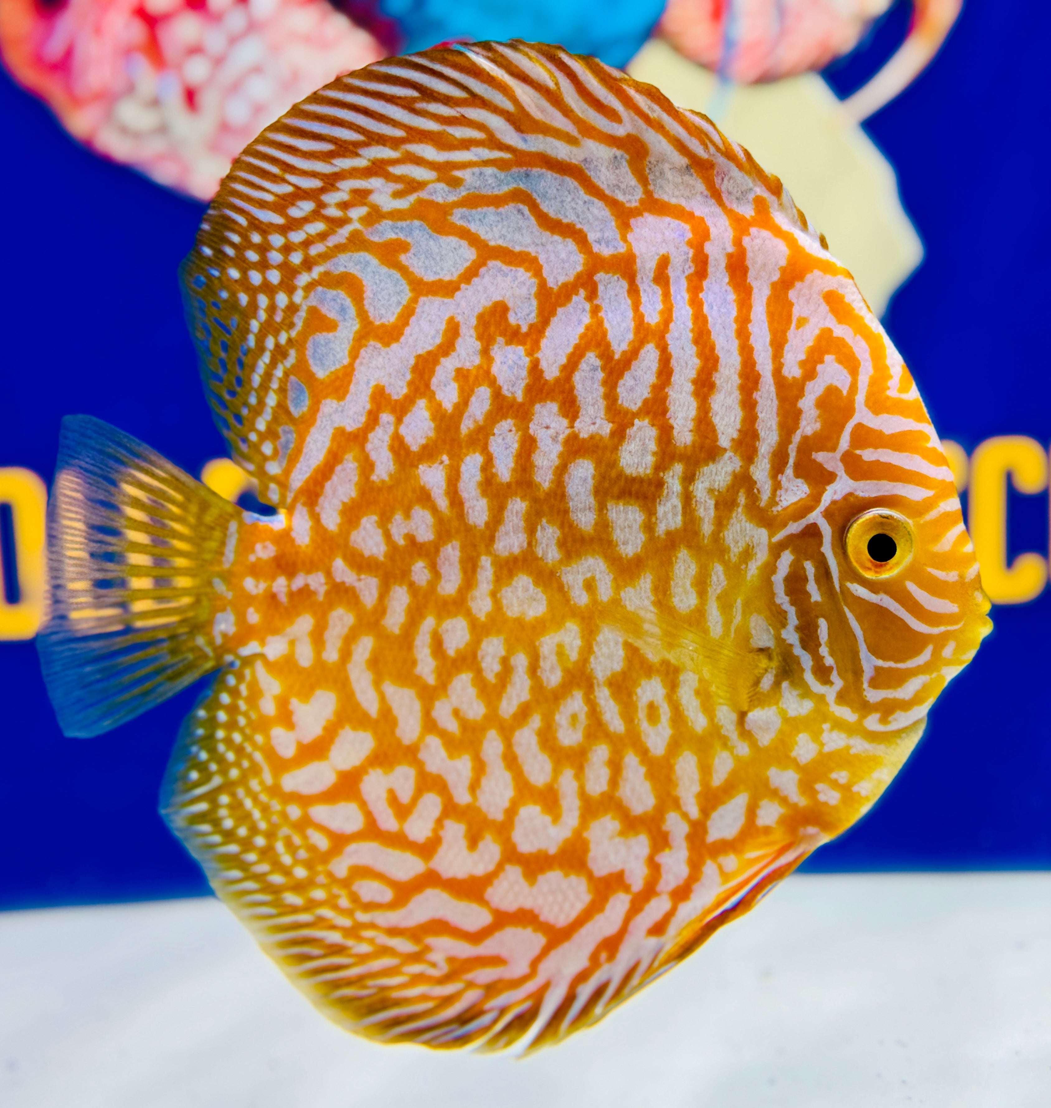 Yellow Sunset Discus Golden State Discus Inventory