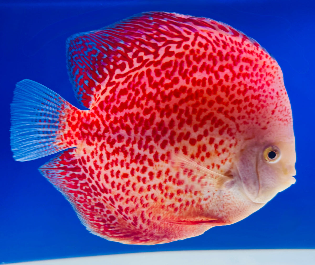 Full Leopard Snow Leopard Jumbo Premium Discus 6.5-7