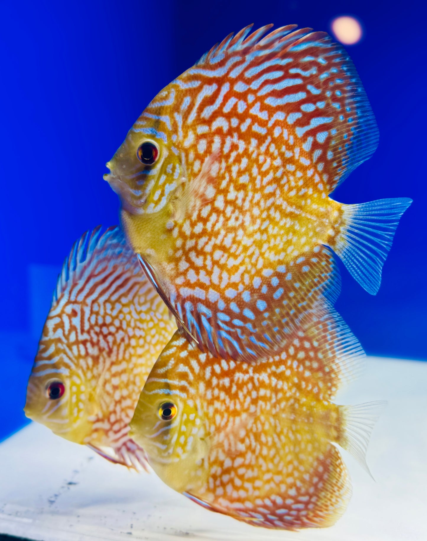 Starlight Galaxy Discus 4-4.5"