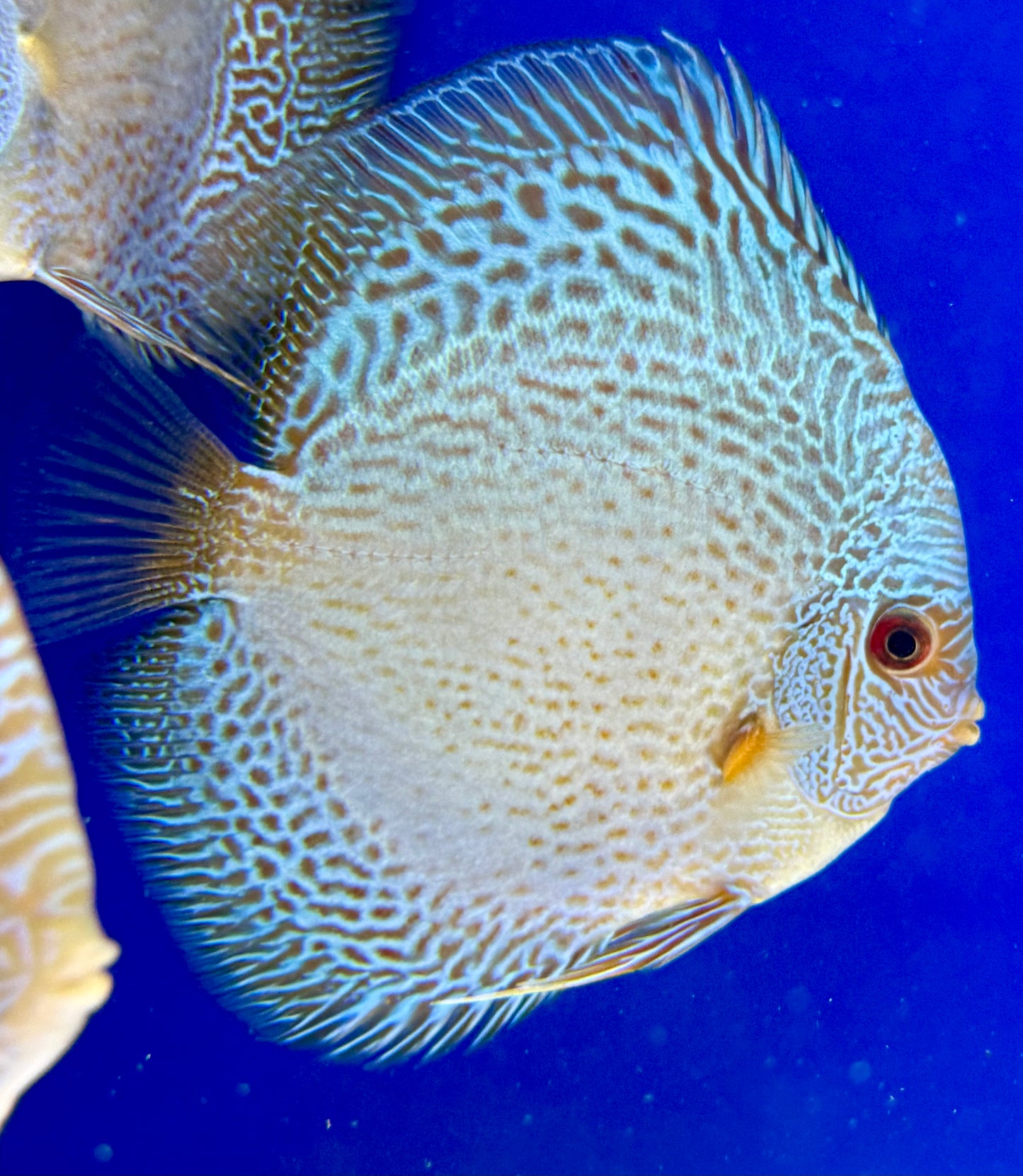 BLUE SNAKESKIN DISCUS 5-5.5"