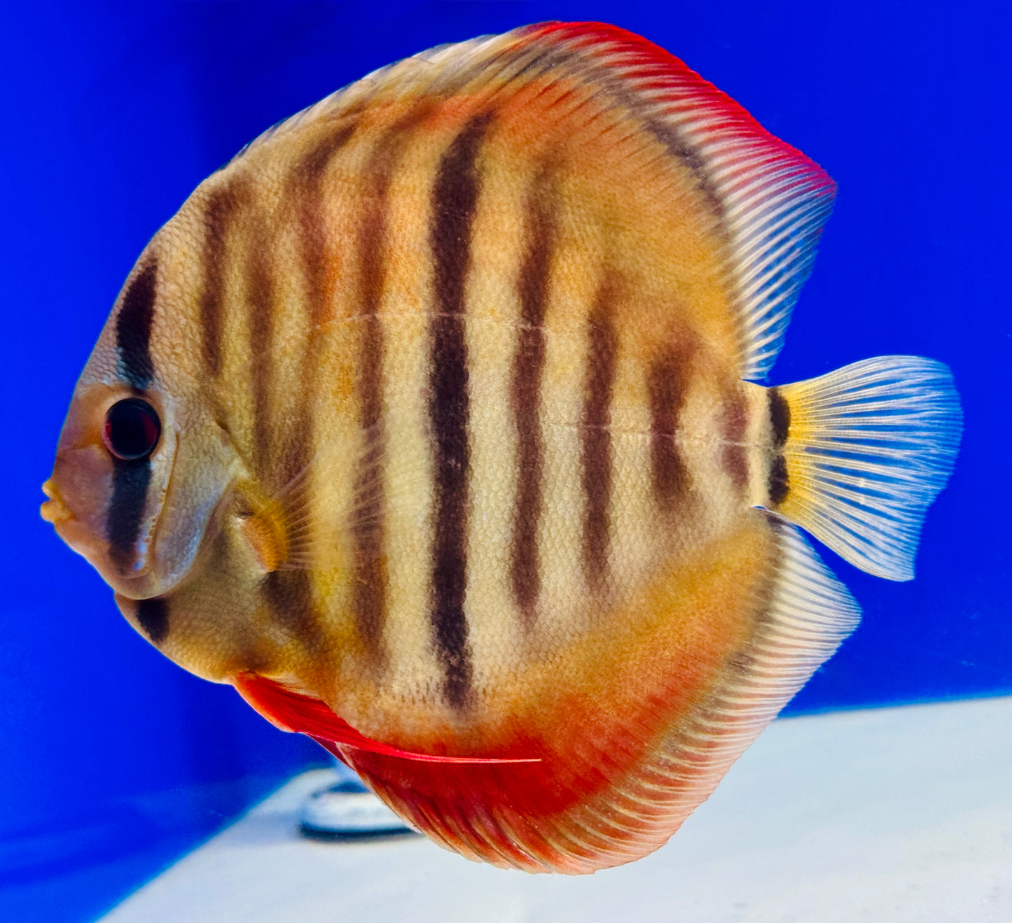 Ica Red Solid Discus 5-5.5” (WYSIWYG)