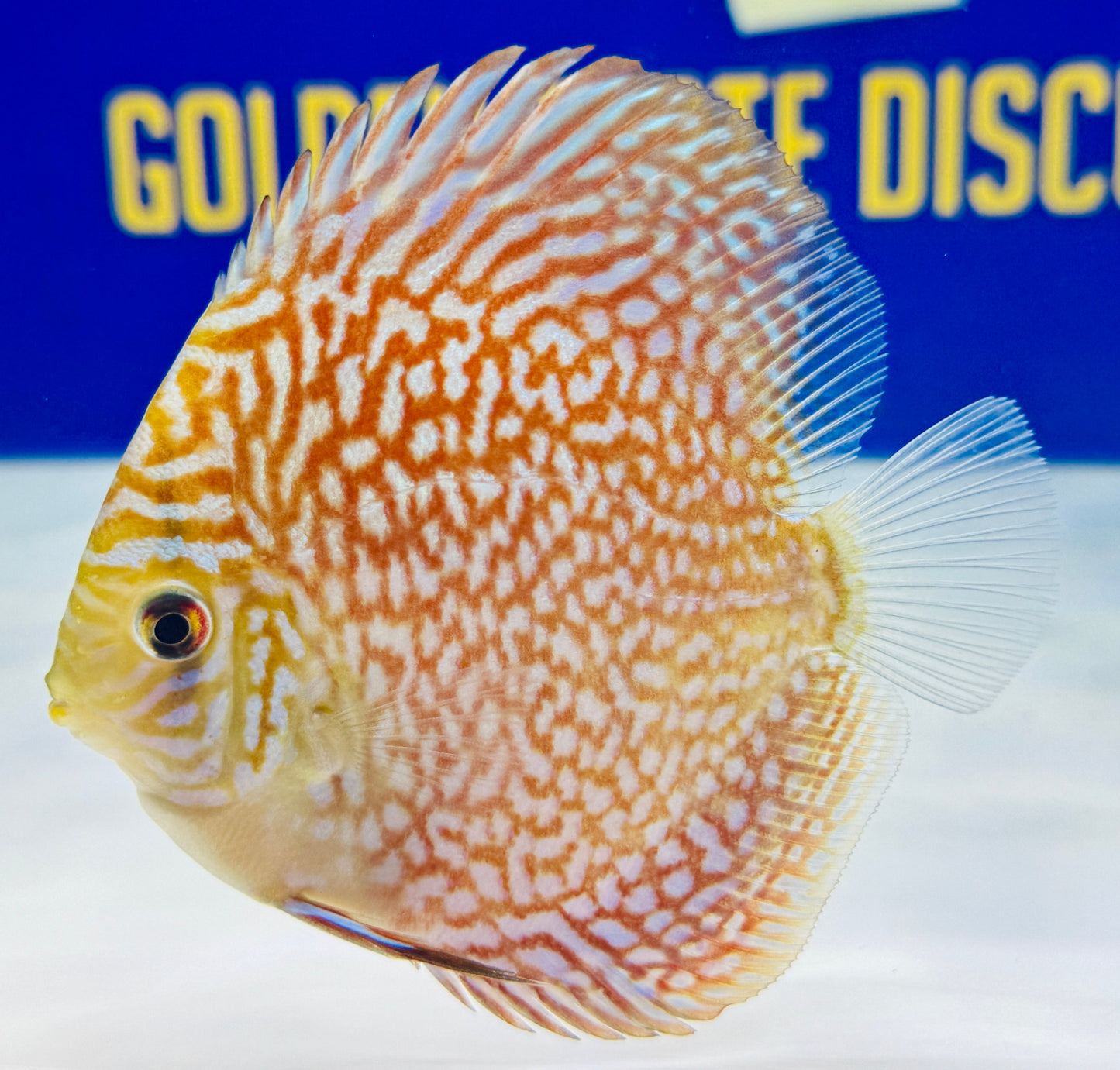 Starlight Galaxy Discus 4-4.5"