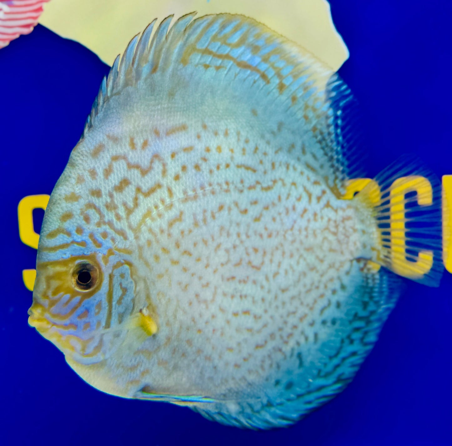 Royal Sapphire Discus 5-5.5"