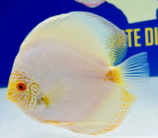 Albino White Butterfly Premium Discus 6-6.5"