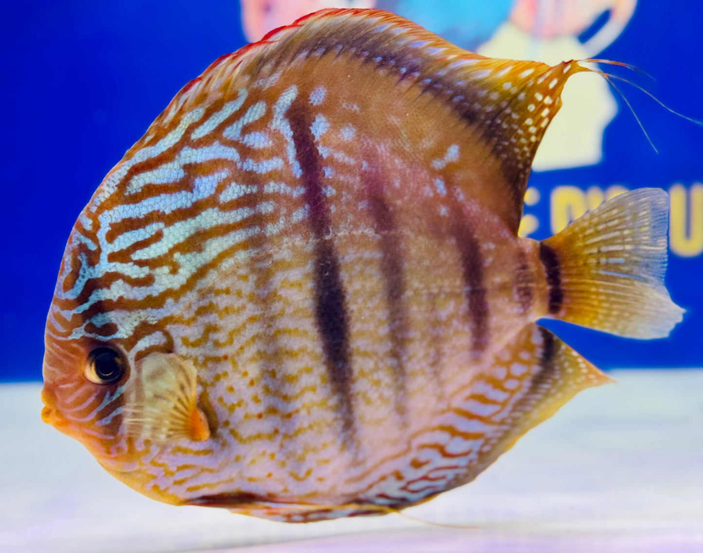 Royal Blue Heckel Cross KL Extra Jumbo Premium Discus 7-8"