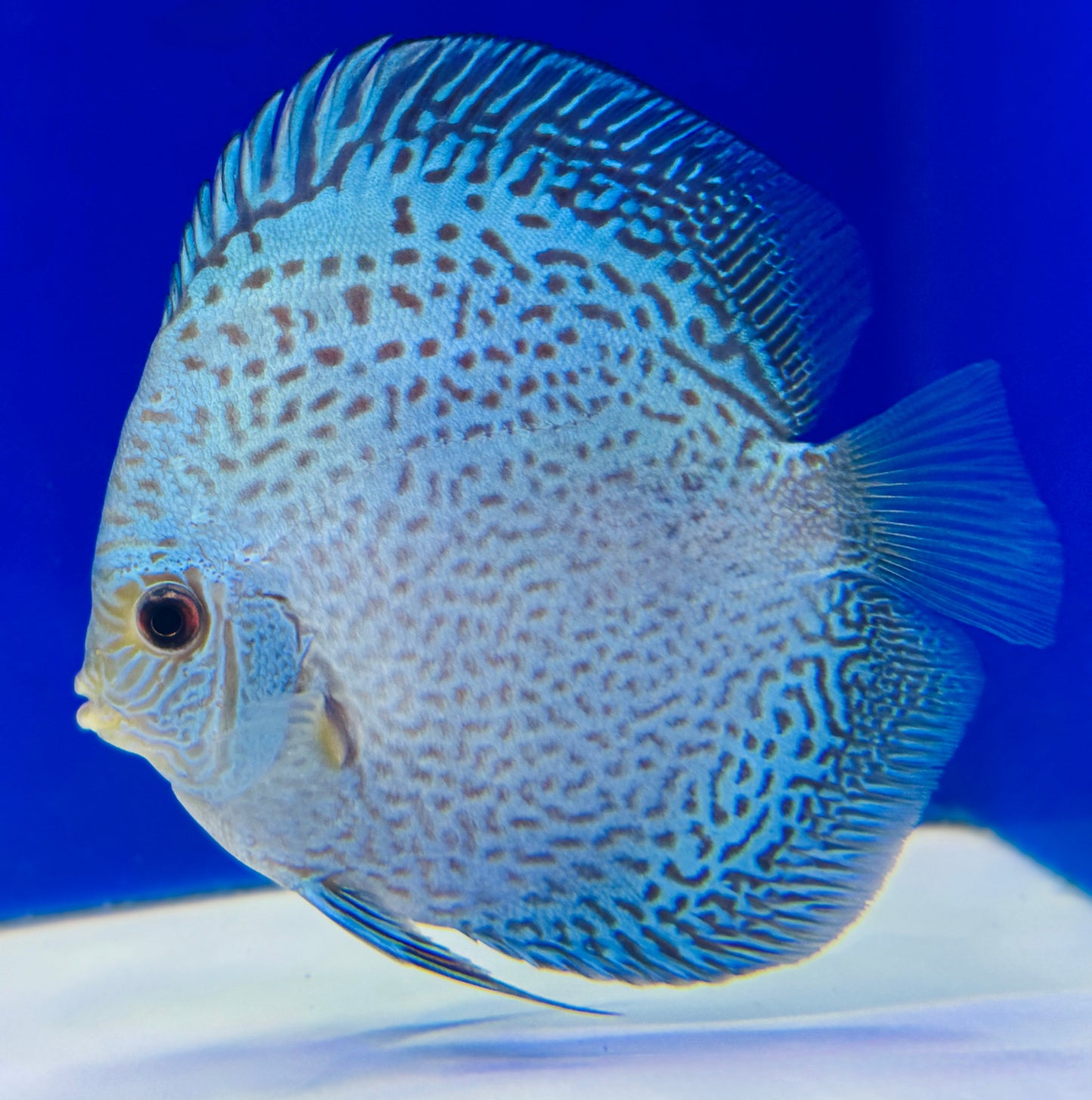 Scorpion Snake Discus 5-5.5"