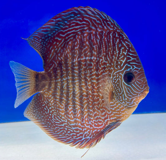 Red Scarlet Snakeskin Discus 5-5.5"