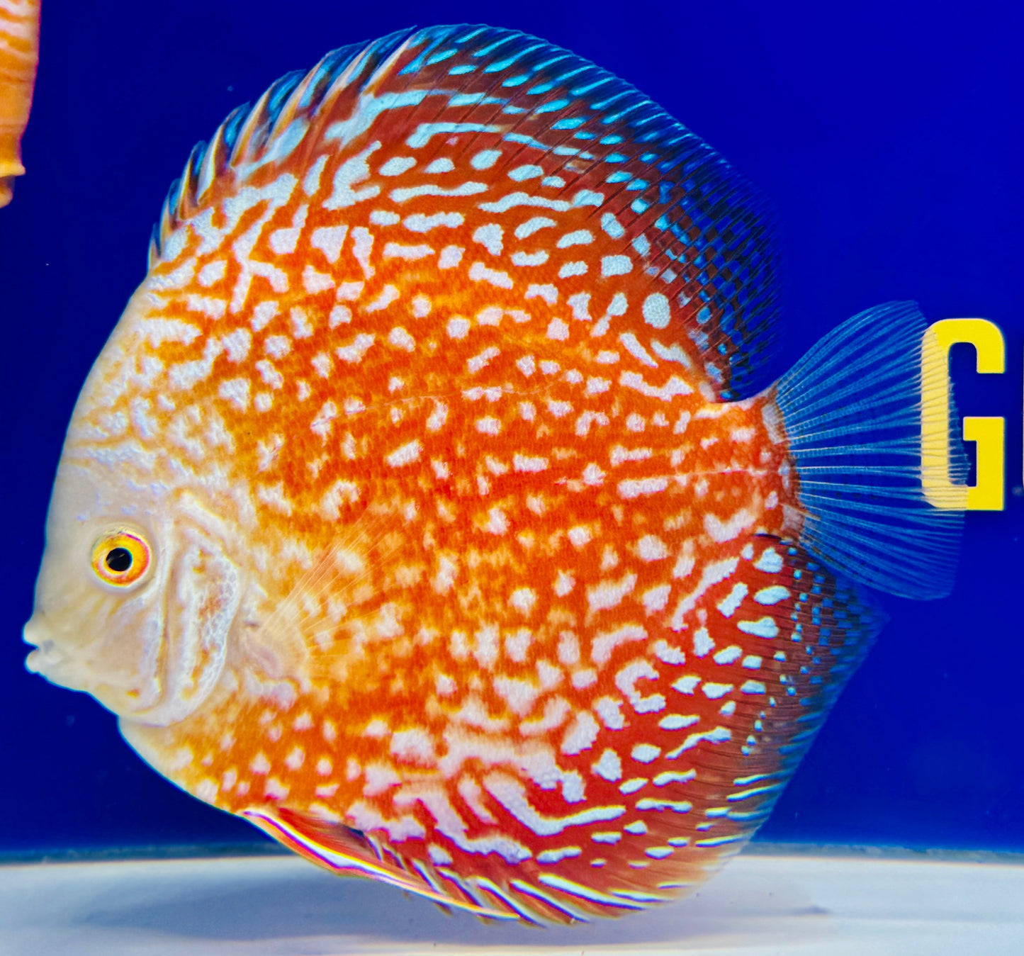 White Pigeon Checkerboard Discus 5-5.5"