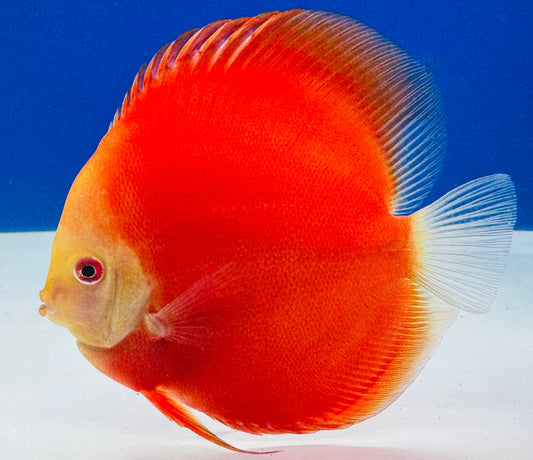 Red Golden Diamond Discus 5-5.5"