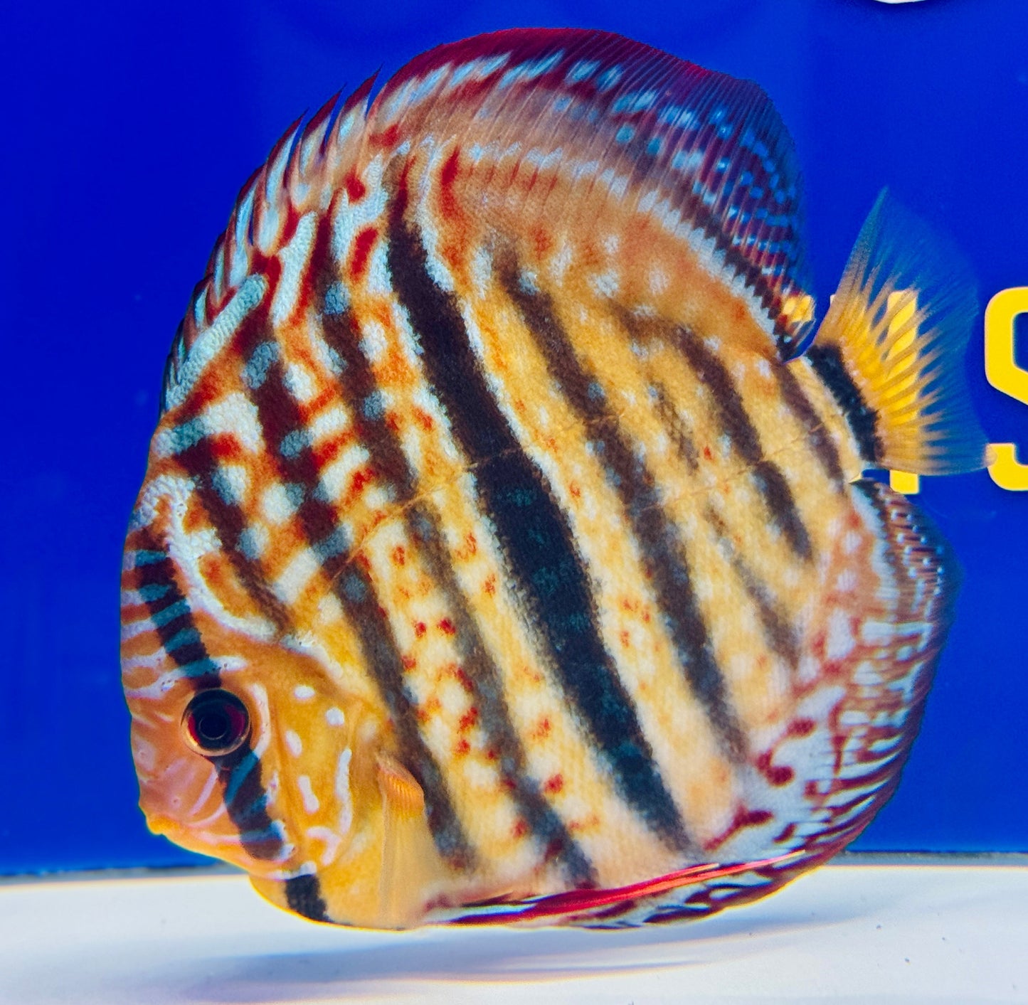 Royal Turquoise Heckle Cross Premium KL Discus 6-6.5"