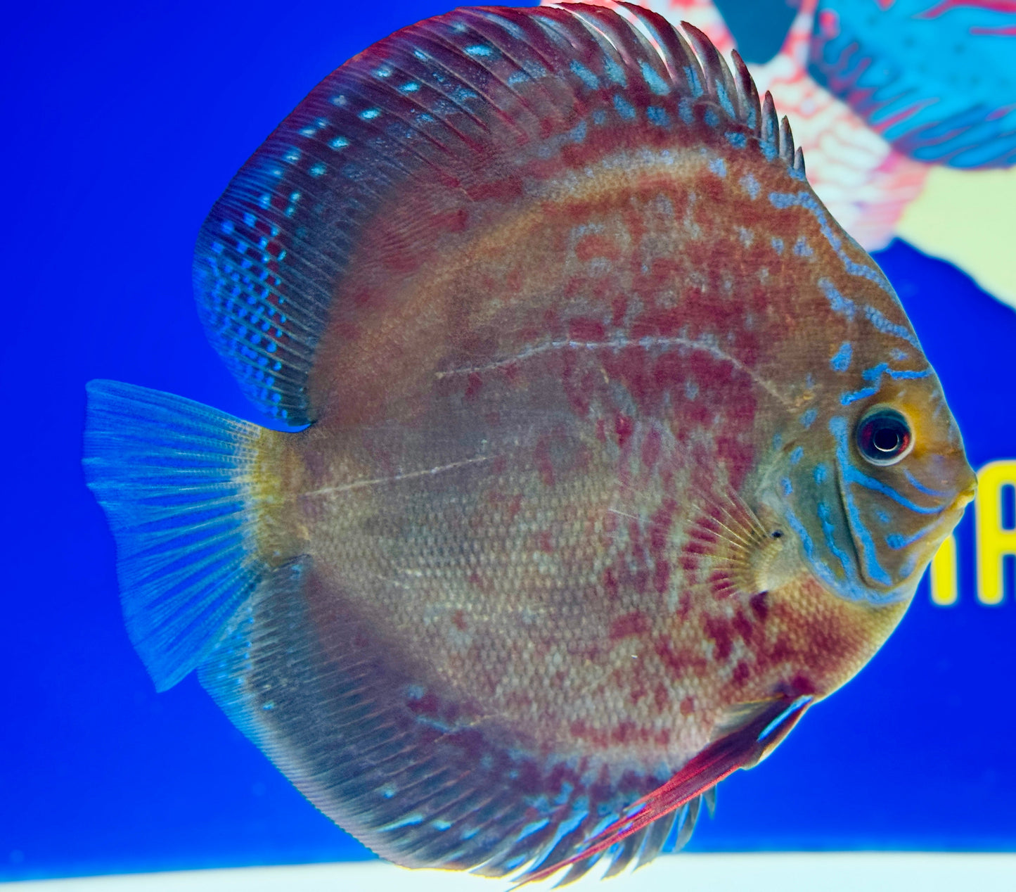 Wild Cross Premium Discus 6-6.5"