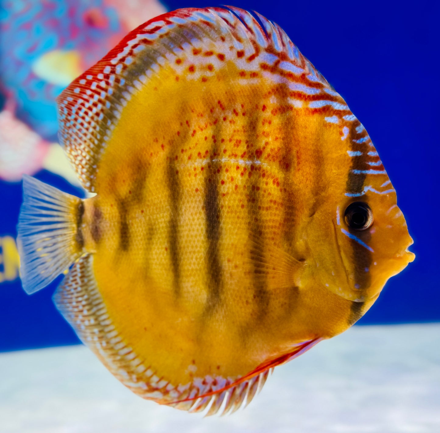 Red Cuipeua Cover Discus Jumbo Premium 6.5-7.5"