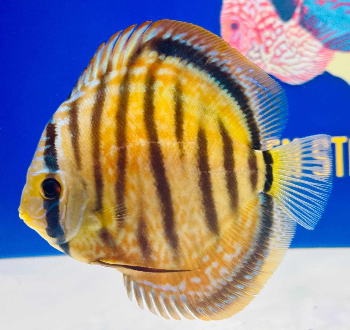 Wild Cross Yellow (Paraconi) KL Discus 5-5.5"