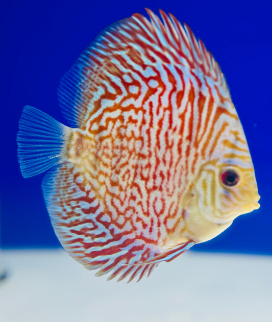 Indiana Tiger Discus 4-4.5"