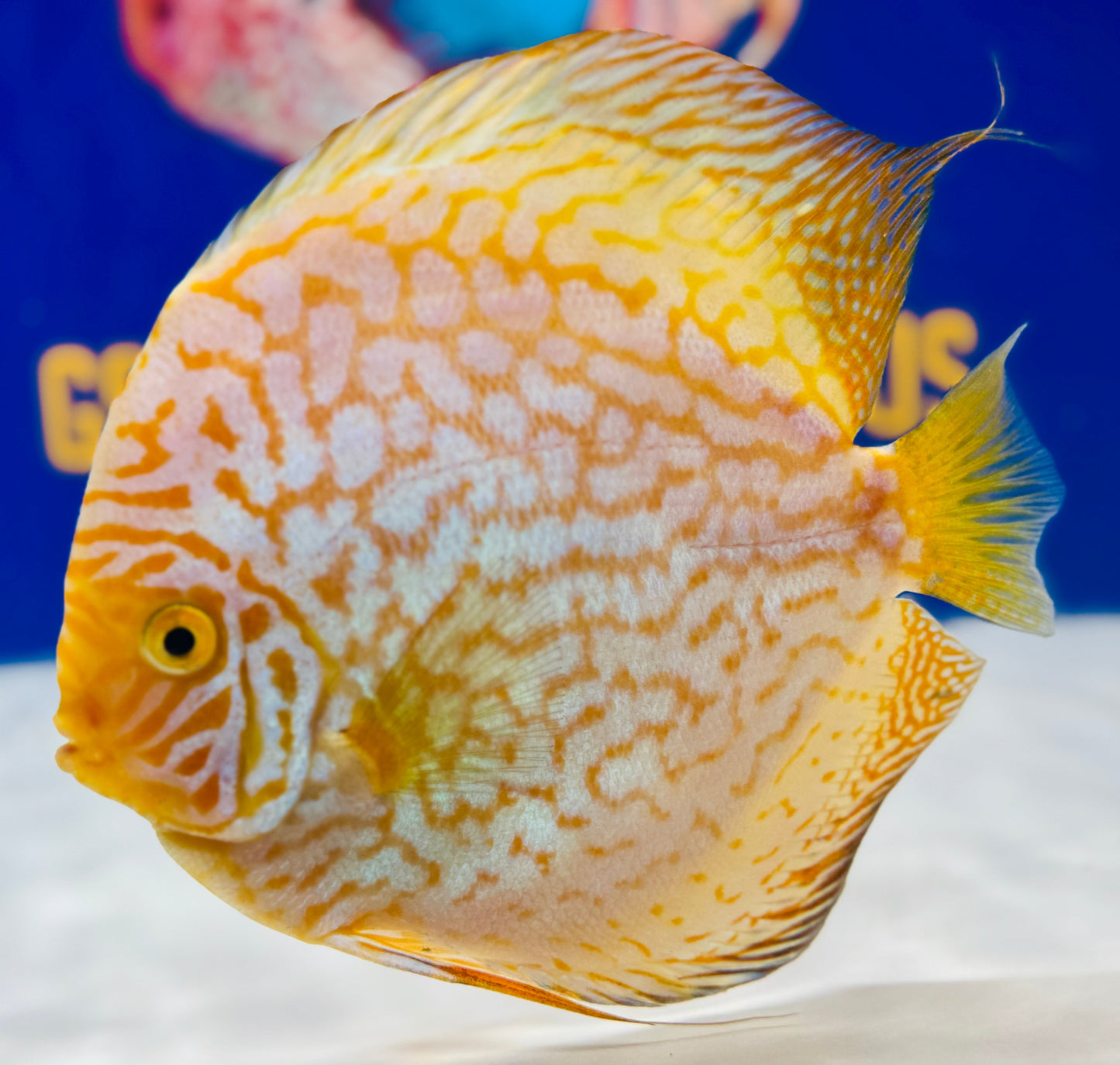 Yellow Pigeon Checkerboard Jumbo Premium Discus 6.5-7.5"