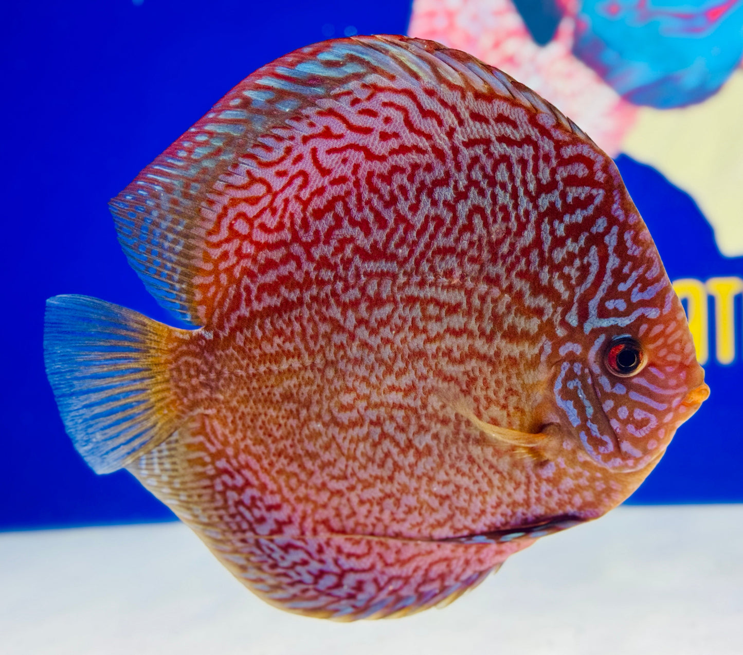 Majestic Fire Jumbo Premium Discus 6.5-7.5