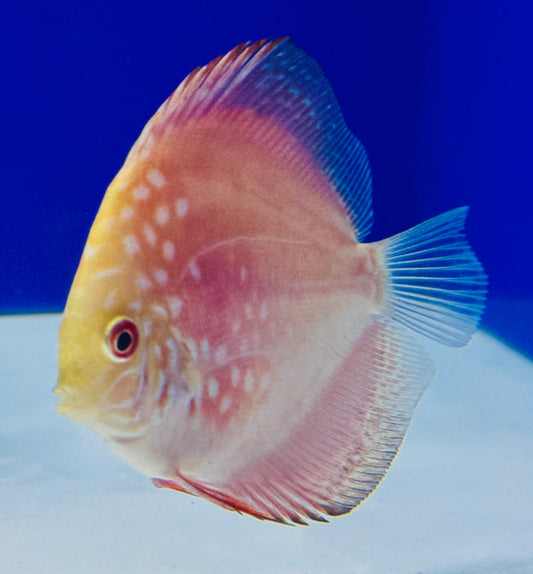 Mateor Pigeon Discus 3-3.5"