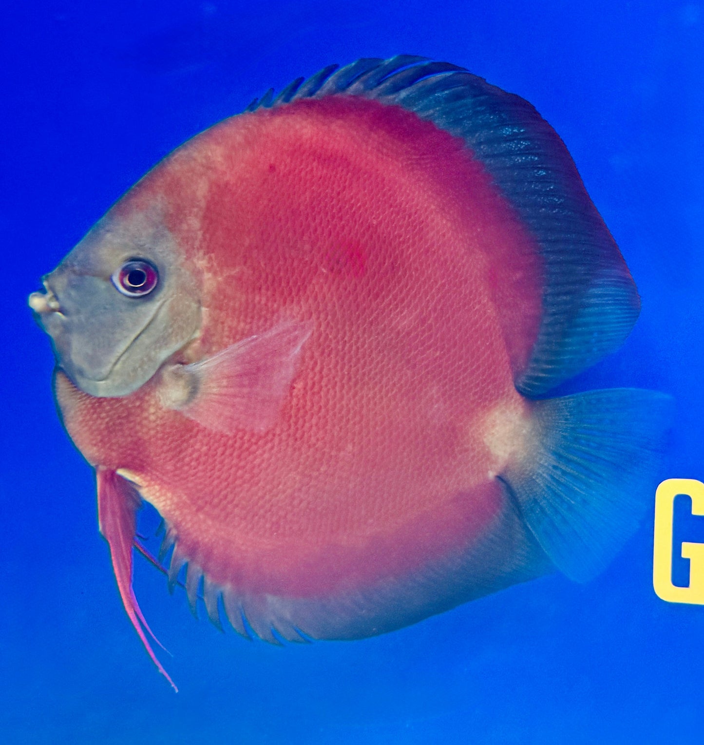 Red Cover Discus Jumbo Premium 6.5-7.5"