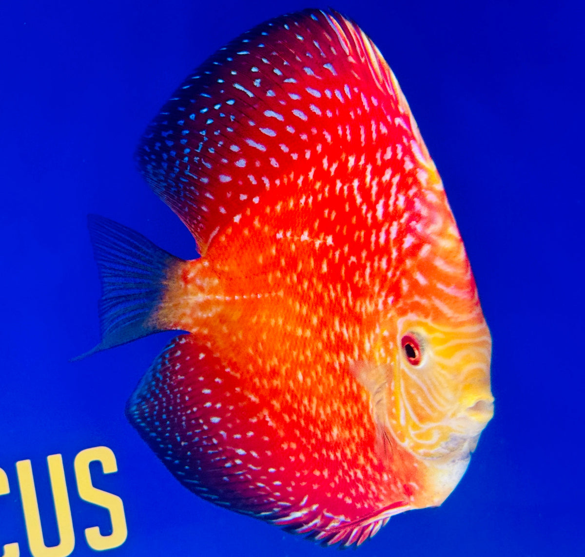 Pigeon Scarlet Snake Premium Discus 6-6.5"