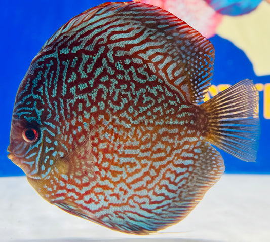 Indiana Tiger Jumbo Premium discus 6.5-7.5"