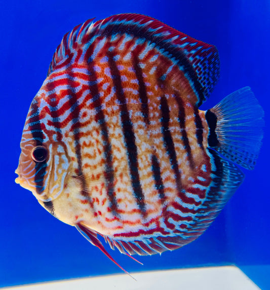 Royal Turquoise Heckle Cross KL Jumbo Premium Discus 6.5-7.5"