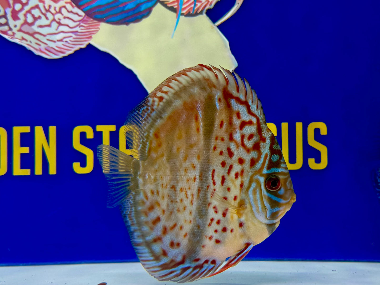 Ica Heckel Cross KL Discus 4.5-5"