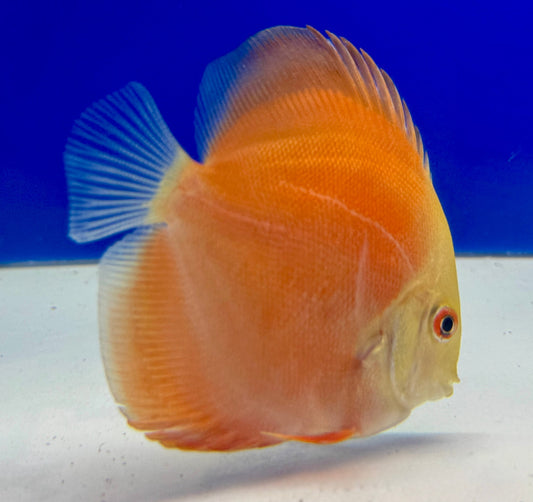 Melon Discus 3-3.5"