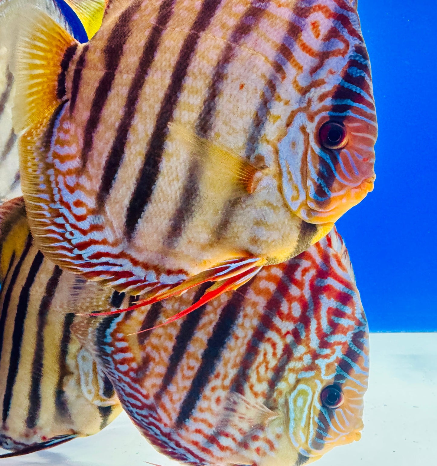 Royal Turquoise Heckle Cross KL Jumbo Premium Discus 6.5-7.5"